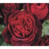 Nostalgie®-Edelrose 'Admiral®' -Freien Garten Rabatt Geschäft 7826894 PR DE 002 RoseAdmiralTantau