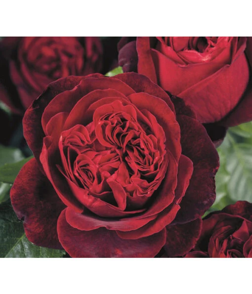 Nostalgie®-Edelrose 'Admiral®' -Freien Garten Rabatt Geschäft 7826894 PR DE 002 RoseAdmiralTantau