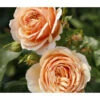 Edelrose 'Tropicana®' -Freien Garten Rabatt Geschäft 7960008 PR DE 001 RoseTropicanaRosa2LRosenTantauRet