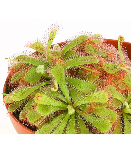 Sonnentau - Drosera Aliciae -Freien Garten Rabatt Geschäft