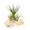 Tillandsien-Arrangement Auf Sansibar Rock - Tillandsia Hybride, 3-teilig -Freien Garten Rabatt Geschäft 7977630 WE FS 001 TIllandsienAufSansibarRockXL3PflanzenDehnerExpressHerzig