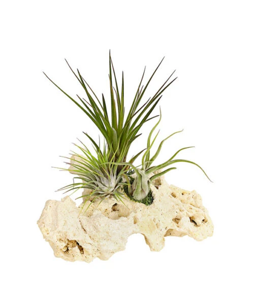 Tillandsien-Arrangement Auf Sansibar Rock - Tillandsia Hybride, 3-teilig -Freien Garten Rabatt Geschäft