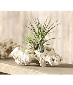 Tillandsien-Arrangement Auf Sansibar Rock - Tillandsia Hybride, 3-teilig -Freien Garten Rabatt Geschäft 7977630 WE MO 001 TIllandsienAufSansibarRockXL3PflanzenDehnerExpressHerzig