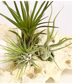 Tillandsien-Arrangement Auf Sansibar Rock - Tillandsia Hybride, 3-teilig -Freien Garten Rabatt Geschäft 7977630 we DE 001 TIllandsienAufSansibarRockXL3PflanzenDehnerExpressHerzig