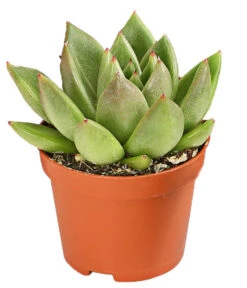 Echeverien-Set - Echeveria, Verschiedene Sorten -Freien Garten Rabatt Geschäft 7978117 PR FS 003 EcheverieSukkulenten6erSetT6DehnerExpressHerzig