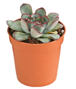 Echeverien-Set - Echeveria, Verschiedene Sorten -Freien Garten Rabatt Geschäft 7978117 PR FS 004 EcheverieSukkulenten6erSetT6DehnerExpressHerzig