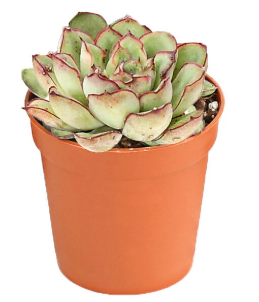 Echeverien-Set - Echeveria, Verschiedene Sorten -Freien Garten Rabatt Geschäft