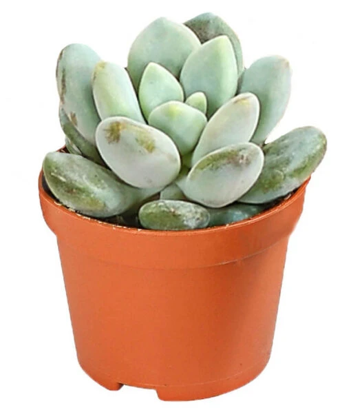 Echeverien-Set - Echeveria, Verschiedene Sorten -Freien Garten Rabatt Geschäft