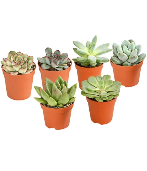 Echeverien-Set - Echeveria, Verschiedene Sorten -Freien Garten Rabatt Geschäft