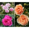 Rosen-Set Dufterlebnis, Pink/lavendel/apricot, 3-teilig -Freien Garten Rabatt Geschäft 7978141 PR MO 001 RosenpaketDufterlebnisTantau