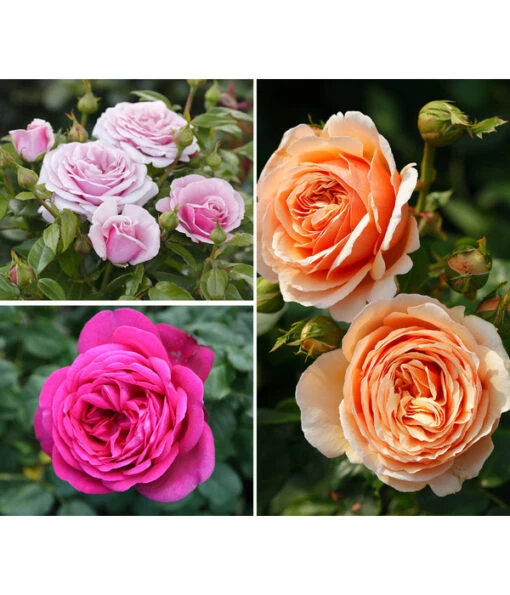 Rosen-Set Dufterlebnis, Pink/lavendel/apricot, 3-teilig -Freien Garten Rabatt Geschäft 7978141 PR MO 001 RosenpaketDufterlebnisTantau