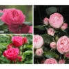 Rosen-Set 'Rokoko®', 3-teilig -Freien Garten Rabatt Geschäft 7978224 PR MO 001 RosenpaketRokokoTantau