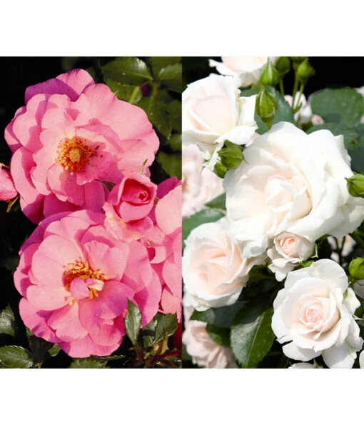 Rosen-Set Pflegeleicht, Rosa/weiß, 2-teilig -Freien Garten Rabatt Geschäft 7978257 WE FS 001 RosenSetPflegeleichtrosaweiss2teilig