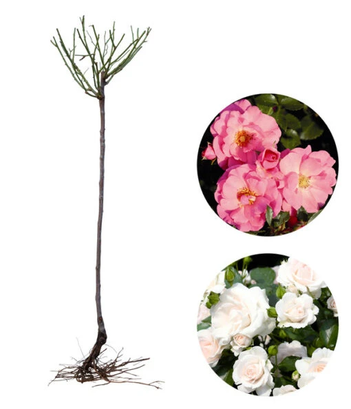 Rosen-Set Pflegeleicht, Rosa/weiß, 2-teilig -Freien Garten Rabatt Geschäft 7978257 WE FS 002 RosenSetPflegeleichtrosaweiss2teilig