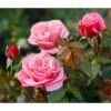 Nostalgie®-Edelrose 'Wildberry®' -Freien Garten Rabatt Geschäft 7978299 PR DE 001 RoseWildberryTantau