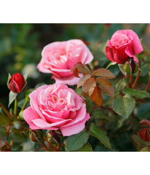 Nostalgie®-Edelrose 'Wildberry®' -Freien Garten Rabatt Geschäft 7978299 PR DE 001 RoseWildberryTantau