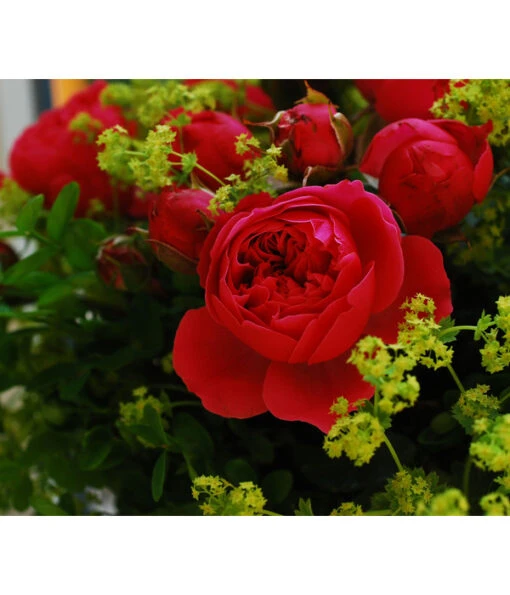 Rosen-Set 'Rokoko®', 3-teilig -Freien Garten Rabatt Geschäft 7978364 PR DE 002 RoseMagicRokokoTantau