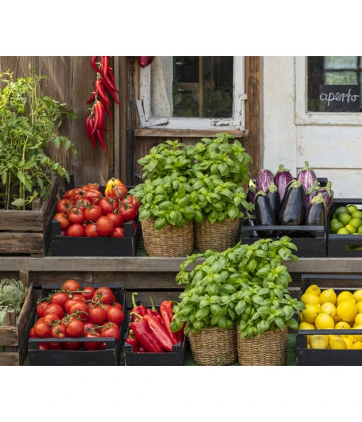 Tomate 'Previa' -Freien Garten Rabatt Geschäft 8002578 WE MO 001 BellaItaliaTomatePaprikaBasilikum2021GC04