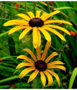 Sonnenhut 'Goldsturm' -Freien Garten Rabatt Geschäft 8010043 WE MO 001 SonnenhutGoldsturmRudbeckiaPixabay