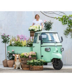 Rittersporn, Verschiedene Farben -Freien Garten Rabatt Geschäft 8011413 WE MO 001 Delphinium RomantikGarten