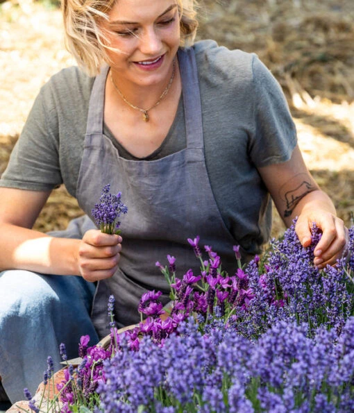 Lavendel -Freien Garten Rabatt Geschäft 8017113 WE MO 001 Lavendel