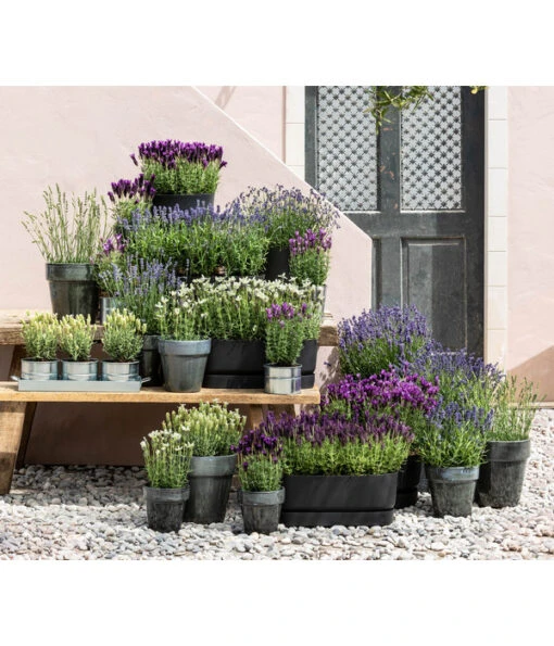 Lavendel 'Silver Sands' -Freien Garten Rabatt Geschäft 8022436 WE MO 001 LavendelDark 1