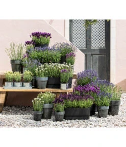 Lavendel 'No. 9' -Freien Garten Rabatt Geschäft 8022436 WE MO 001 LavendelDark