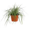 Weißbunte Japan-Segge 'Variegata' -Freien Garten Rabatt Geschäft 8026775 PR FS 001 CarexWeiss GruenT13SeggeDehnerExpressHerzig