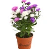 Glattblatt-Aster Trio -Freien Garten Rabatt Geschäft 8030736 PR FS 001 AsterNoviBelgiiTrioDehnerExpressHerzig