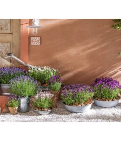 Lavendel-Set Lavendel-Vielfalt, 4-teilig -Freien Garten Rabatt Geschäft 8042962 WE MO 001 LavendelLavendula 1