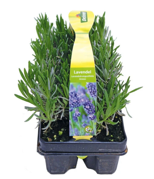 Duftlavendel, 6er-Schale -Freien Garten Rabatt Geschäft 8072605 PR FS 001 Lavandula6erPackAllgreen