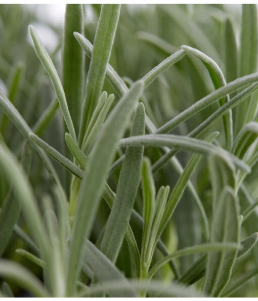 Duftlavendel, 6er-Schale -Freien Garten Rabatt Geschäft