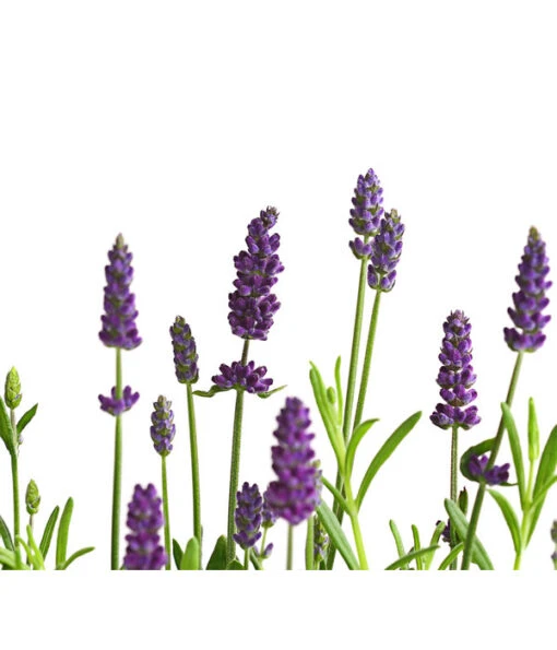 Lavendel -Freien Garten Rabatt Geschäft