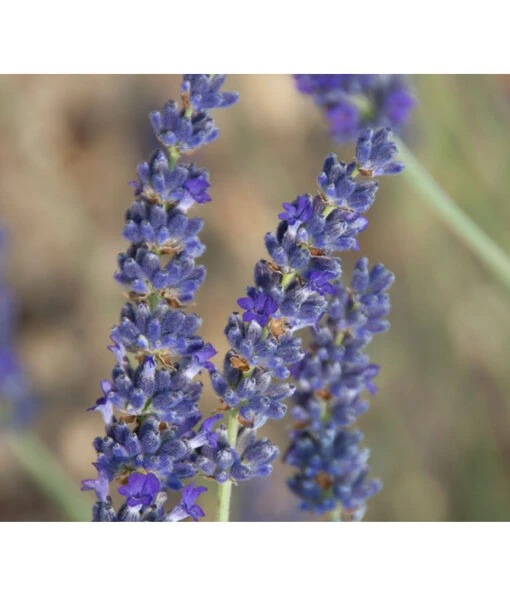 Lavendel 'Silver Sands' -Freien Garten Rabatt Geschäft