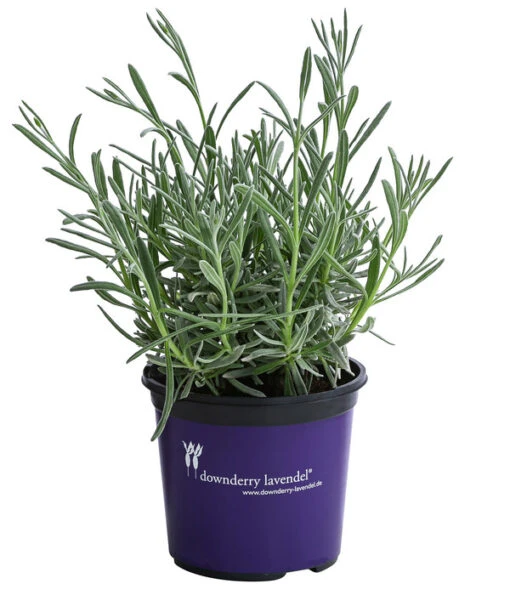 Lavendel 'Silver Sands' -Freien Garten Rabatt Geschäft 8092769 WE FS 001 LavendelSilverSands