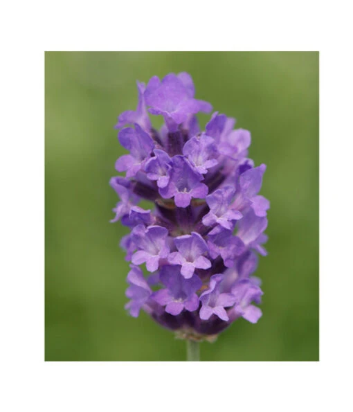 Lavendel 'No. 9' -Freien Garten Rabatt Geschäft