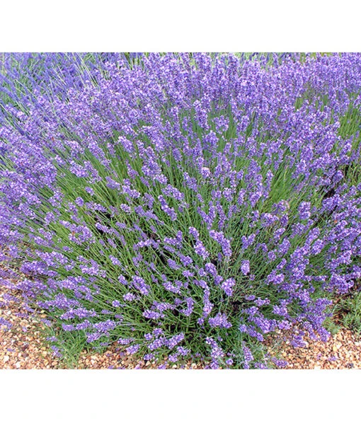 Lavendel 'No. 9' -Freien Garten Rabatt Geschäft