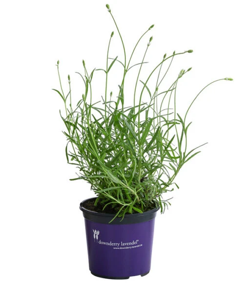 Lavendel 'No. 9' -Freien Garten Rabatt Geschäft 8094070 WE FS 001 LavandulaAngustifoliaNO9LavendelT13