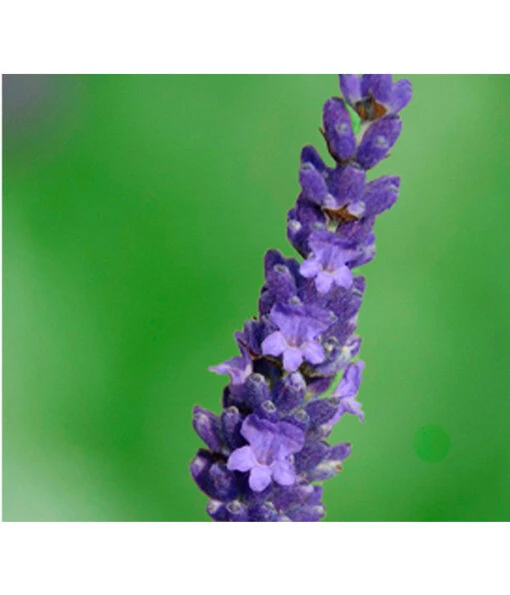 Lavendel 'Olympia' -Freien Garten Rabatt Geschäft