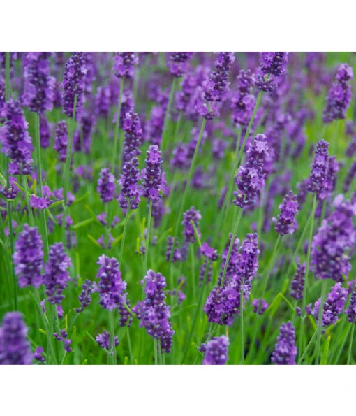 Lavendel 'Olympia' -Freien Garten Rabatt Geschäft