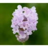 Lavendel 'Little Lottie' -Freien Garten Rabatt Geschäft 8094469 PR DE 001 DownderryLittleLottieHelixOnline