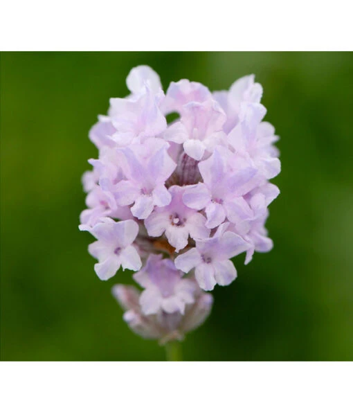 Lavendel 'Little Lottie' -Freien Garten Rabatt Geschäft