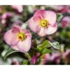 Schneerose 'Ice 'n' Roses® Early Rose' - Helleborus Gold Collection® -Freien Garten Rabatt Geschäft 8096093 WE MO 002 SchneeroseHelleborusEarlyRose