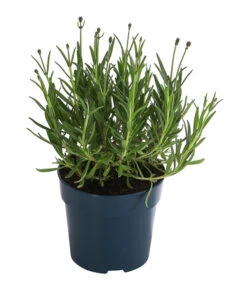 Lavendel 'Royal Blue' -Freien Garten Rabatt Geschäft 8097545 WE FS 001 LavendelRoyalBlue1L