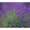 Lavendel 'Royal Blue' -Freien Garten Rabatt Geschäft 8097545 WE MO 010 8092108LavandulaLavendelBlau