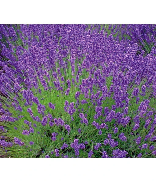 Lavendel 'Royal Blue' -Freien Garten Rabatt Geschäft 8097545 WE MO 010 8092108LavandulaLavendelBlau