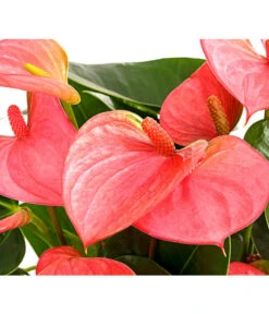 Große Flamingoblume - Anthurium Andreanum, Rosa -Freien Garten Rabatt Geschäft 8202855 PR DE 001 AnthurieAnthuriumAndreanumPinkChampionT21DehnerExpressHerzig