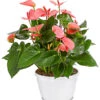 Große Flamingoblume - Anthurium Andreanum, Rosa -Freien Garten Rabatt Geschäft 8202855 PR FS 001 AnthurieAnthuriumAndreanumPinkChampionT21DehnerExpressHerzig