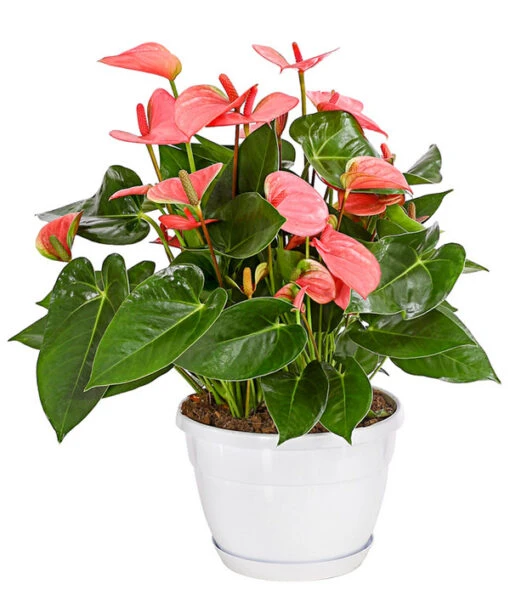 Große Flamingoblume - Anthurium Andreanum, Rosa -Freien Garten Rabatt Geschäft