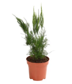 Zierspargel - Asparagus Cultivars, Verschiedene Sorten -Freien Garten Rabatt Geschäft 8203838 WE FS 004 ZierspargelAsparagusCultivarsT12DehnerExpressHerzig